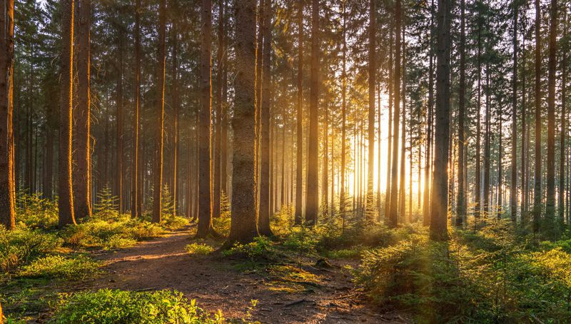 wald